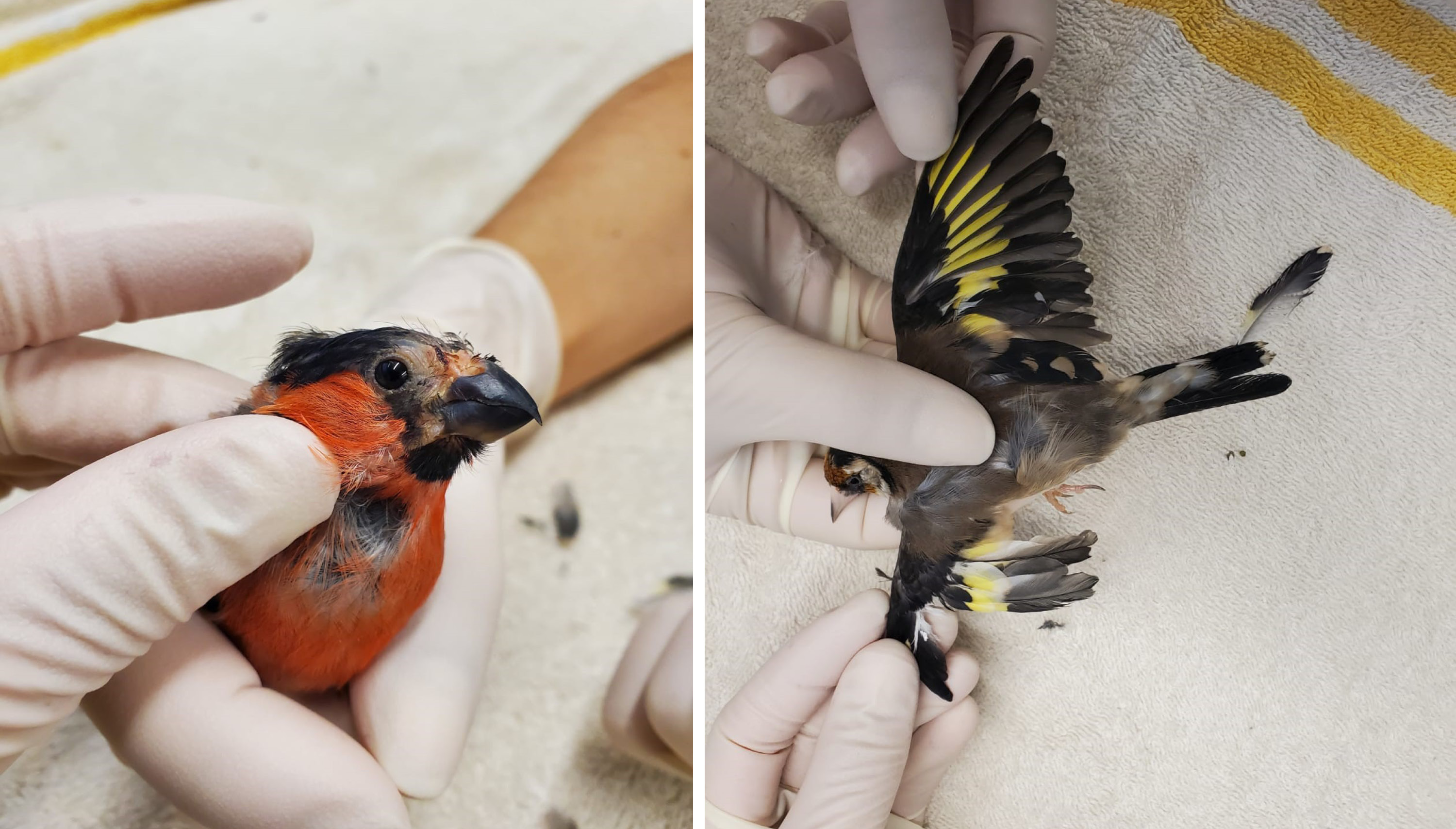 Trois individus condamnés pour capture illégale d’oiseaux protégés